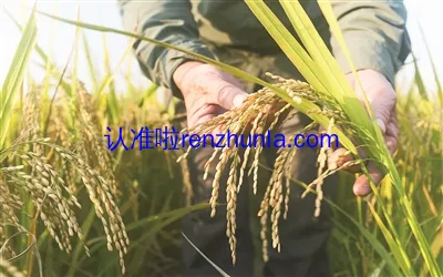购买正宗五常大米认准包装执行标准：GB/T 19266 